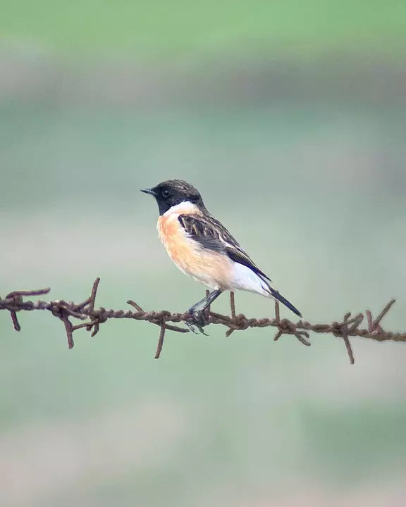 Apexel 4K 60X Hyper Zoom Mobile lens Best Lenses engape48 engape9 Zoom - APEXEL INDIA - Mobile Lens - Mobile Camera Lens - Cellphone Accessories - Phone Lens - Smartphone Lens